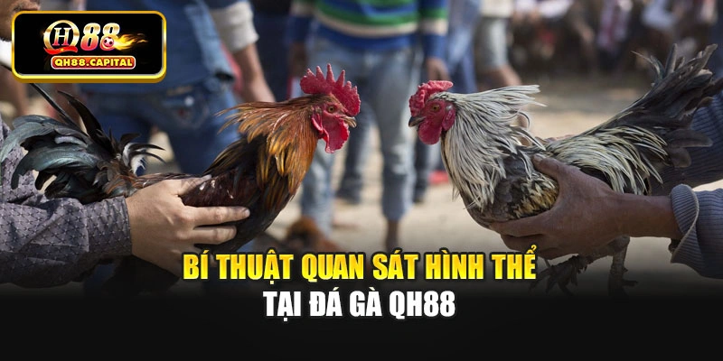 Bí thuật quan sát hình thể tại đá gà Qh88