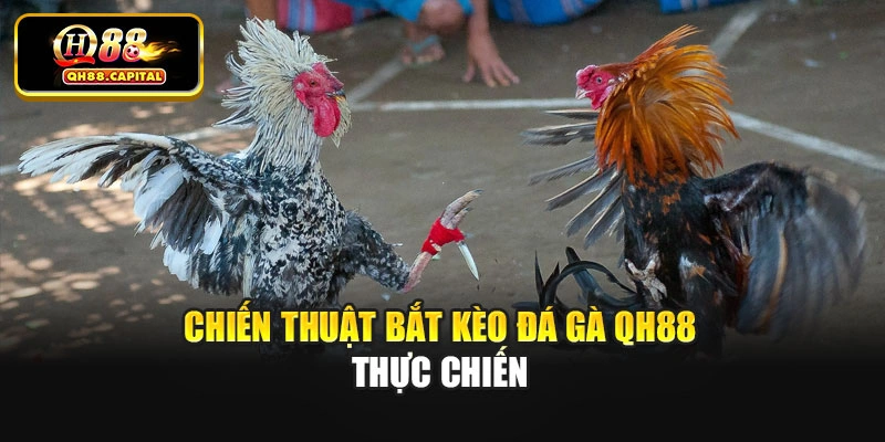 Chiến thuật bắt kèo đá gà Qh88 thực chiến