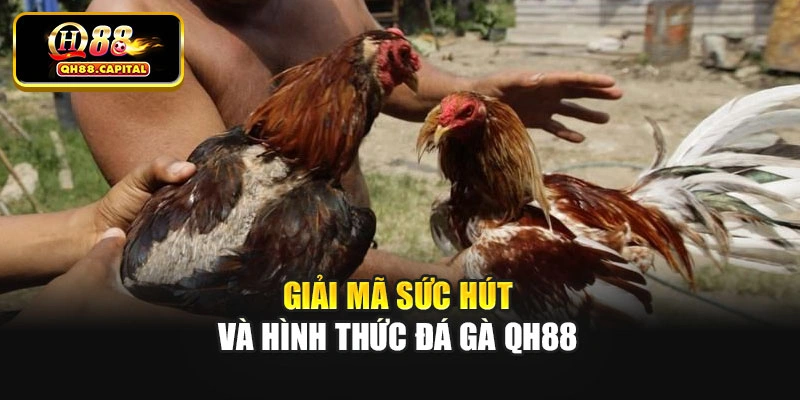 Giải mã sức hút và hình thức đá gà Qh88